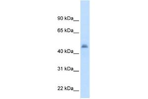 WB Suggested Anti-CYP3A7 Antibody Titration:  2. (CYP3A7 Antikörper  (Middle Region))