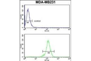 RBBP7 Antibody (N-term) (ABIN652773 and ABIN2842509) flow cytometry analysis of MDA-M cells (bottom histogram) compared to a negative control cell (top histogram). (RBBP7 Antikörper  (N-Term))