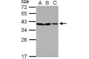 WB Image Sample (30 ug of whole cell lysate) A: A549 B: H1299 C: HCT116 12% SDS PAGE antibody diluted at 1:1000 (POU6F1 Antikörper)