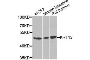 Western blot analysis of extracts of various cell lines, using KRT13 antibody. (Cytokeratin 13 Antikörper  (AA 269-458))