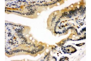 Anti- STAT1 Picoband antibody, IHC(P) IHC(P): Mouse Intestine Tissue (STAT1 Antikörper  (N-Term))