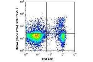 Flow Cytometry (FACS) image for anti-IKAROS Family Zinc Finger 2 (IKZF2) antibody (PerCP-Cy5.5) (ABIN2660194)