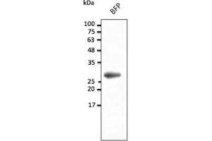 Western Blotting (WB) image for anti-BFP Fluorescent Protein antibody (ABIN7273077) (BFP Fluorescent Protein Antikörper)