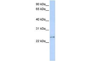 Western Blotting (WB) image for anti-RCAN Family Member 3 (RCAN3) antibody (ABIN2458527) (RCAN3 Antikörper)