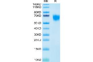 SDS-PAGE (SDS) image for Fibroblast Growth Factor Receptor 4 (FGFR4) (AA 22-369) protein (His-Avi Tag,Biotin) (ABIN7274632)