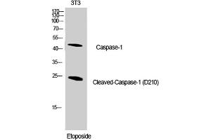Western Blot analysis of NIH-3T3 cells using Cleaved-Caspase-1 (D210) Polyclonal Antibody diluted at 1:1000. (Caspase 1 Antikörper  (Cleaved-Asp210))