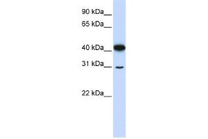 WB Suggested Anti-OVOL2 Antibody Titration:  0. (OVOL2 Antikörper  (N-Term))