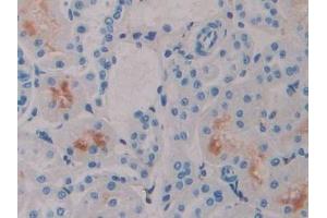 Detection of IFNa4 in Rat Kidney Tissue using Polyclonal Antibody to Interferon Alpha 4 (IFNa4) (IFNA4 Antikörper  (AA 33-189))