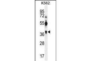 Western blot analysis in K562 cell line lysates (35ug/lane). (MAGEA12 Antikörper  (N-Term))