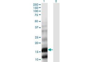 PLA2G10 Antikörper  (AA 64-165)