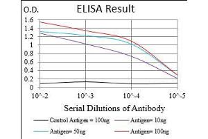 Fig. (DAPK3 Antikörper  (AA 28-161))