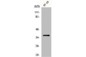 Western Blot analysis of HT29 cells using GIMAP2 Polyclonal Antibody (GIMAP2 Antikörper  (Internal Region))