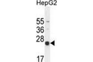 Western blot analysis in HepG2 cell line lysates (35ug/lane) using NUDT15  Antibody (C-term). (NUDT15 Antikörper  (C-Term))