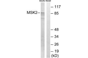 Western blot analysis of extracts from RAW264. (MSK2 Antikörper  (Thr568))