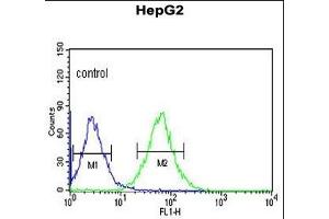ACER3 Antibody (C-term) (ABIN652900 and ABIN2842581) flow cytometric analysis of HepG2 cells (right histogram) compared to a negative control cell (left histogram). (ACER3 Antikörper  (C-Term))