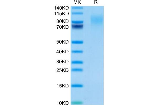 CEACAM1 Protein (AA 35-428) (His tag)