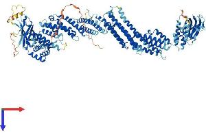 UNC13D Protein (AA 1-1090) (His tag)