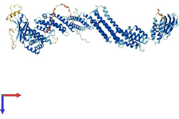 UNC13D Protein (AA 1-1090) (His tag)