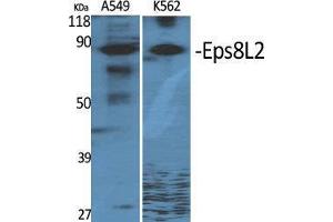 Western Blot (WB) analysis of specific cells using Eps8L2 Polyclonal Antibody. (EPS8-Like 2 Antikörper  (N-Term))