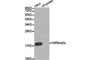 Western blot analysis of extracts of HeLa cell line and H3 protein expressed in E. (Histone 3 Antikörper  (H3R8me2a))