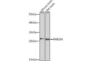 Western blot analysis of extracts of various cell lines, using RA Rabbit pAb (ABIN7269807) at 1:3000 dilution. (RAB33A Antikörper  (AA 118-237))