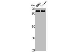 Western Blot analysis of K562 Jurkat cells using Striatin Polyclonal Antibody (Striatin Antikörper  (C-Term))