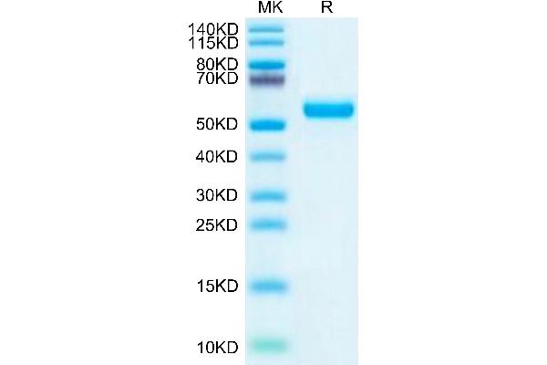 LRP10 Protein (AA 18-441) (His tag)
