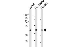 Western Blotting (WB) image for anti-Wingless-Type MMTV Integration Site Family Member 2 (WNT2) (AA 254-287) antibody (ABIN6243337)