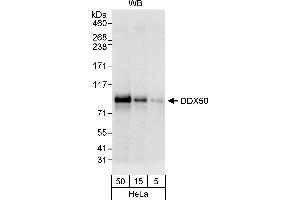 anti-DEAD (Asp-Glu-Ala-Asp) Box Polypeptide 50 (DDX50) (AA 687-737) antibody