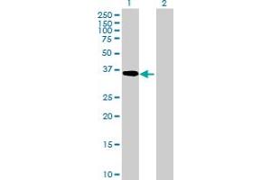 Western Blot analysis of ADH5 expression in transfected 293T cell line by ADH5 MaxPab polyclonal antibody. (ADH5 Antikörper  (AA 1-374))