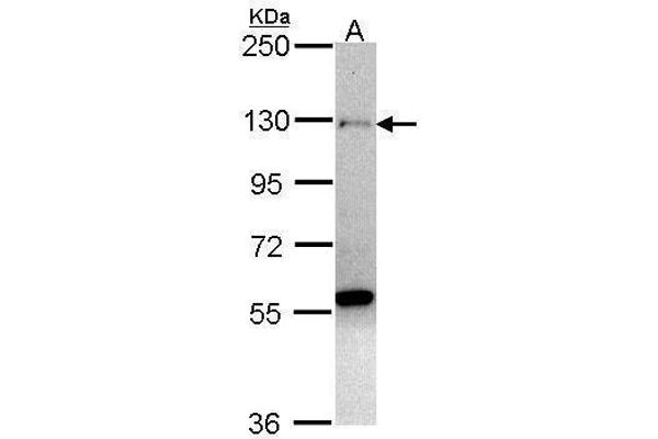ZNF574 Antikörper