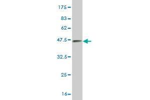 Western Blot detection against Immunogen (37.