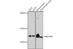 NDUFB1 Antikörper  (AA 1-105)