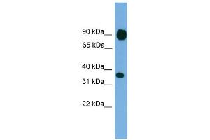 WB Suggested Anti-PCDHB15 Antibody Titration:  0. (PCDHB15 Antikörper  (N-Term))