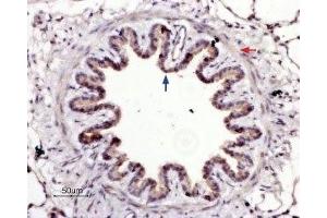 Expression of  in rat lungImmunohistochemical staining of rat lung paraffin-embedded sections using Anti-PAR4 (F2RL3) (extracellular) Antibody (ABIN7043077, ABIN7045106 and ABIN7045107), (1:100). (Coagulation Factor II (Thrombin) Receptor-Like 3 (F2RL3) Peptid)