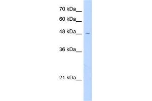 WB Suggested Anti-FAM113A Antibody Titration:  0. (FAM113A Antikörper  (N-Term))