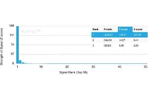Analysis of Protein Array containing more than 19,000 full-length human proteins using Galectin-1 Monospecific Recombinant Rabbit Monoclonal Antibody (GAL1/2499R) Z- and S- Score: The Z-score represents the strength of a signal that a monoclonal antibody (Monoclonal Antibody) (in combination with a fluorescently-tagged anti-IgG secondary antibody) produces when binding to a particular protein on the HuProtTM array. (Rekombinanter LGALS1/Galectin 1 Antikörper  (AA 12-108))