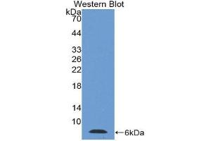 Western Blotting (WB) image for anti-Thymosin beta-4 (TMSB4X) (AA 1-44) antibody (ABIN1078568)