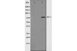 Western blot analysis of EZH1 expression in A549 cells,The lane on the left is treated with the antigen-specific peptide. (EZH1 Antikörper  (Internal Region))