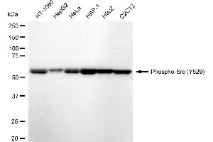 Western blotting analysis using Phospho-Src (Y529) antibody (ABIN7800051). (Rekombinanter Src Antikörper  (pTyr529))