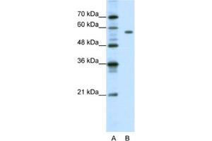 Western Blotting (WB) image for anti-Pre-B-Cell Leukemia Homeobox Protein 2 (PBX2) antibody (ABIN2461667) (PBX2 Antikörper)