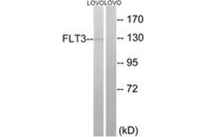 Western blot analysis of extracts from LOVO cells, using FLT3 (Ab-599) Antibody. (FLT3 Antikörper  (AA 565-614))