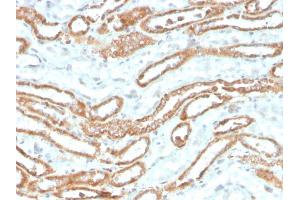 Formalin-fixed, paraffin-embedded human kidney stained with Aurora B Recombinant Mouse Monoclonal Antibody (rAURKB/1592). (Rekombinanter Aurora Kinase B Antikörper  (AA 89-251))