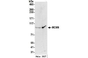 Western Blotting (WB) image for anti-Minichromosome Maintenance Complex Component 6 (MCM6) (C-Term) antibody (ABIN7449392) (MCM6 Antikörper  (C-Term))