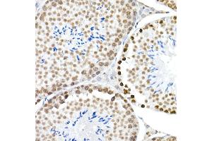 Immunohistochemistry of paraffin-embedded mouse testis using Phospho-Histone H3. (Histone H3.3 Antikörper  (pSer31))