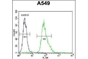 MYBPHL Antibody (N-term) (ABIN655765 and ABIN2845206) flow cytometric analysis of A549 cells (right histogram) compared to a negative control cell (left histogram). (MYBPHL Antikörper  (N-Term))