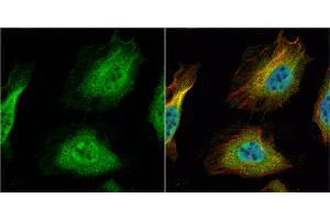 ICC/IF Image HNF1 alpha antibody [N1N3] detects HNF1 alpha protein at cytoplasm and nucleus by immunofluorescent analysis. (HNF1A Antikörper)