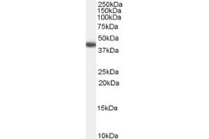 Image no. 1 for anti-Galanin Receptor 2 (GALR2) (Internal Region) antibody (ABIN374859) (GALR2 Antikörper  (Internal Region))