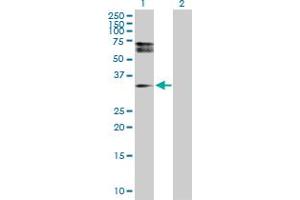Western Blot analysis of HDGFRP3 expression in transfected 293T cell line by HDGFRP3 MaxPab polyclonal antibody.