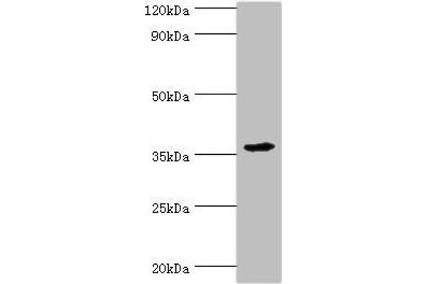 PDLIM1 anticorps  (AA 1-329)